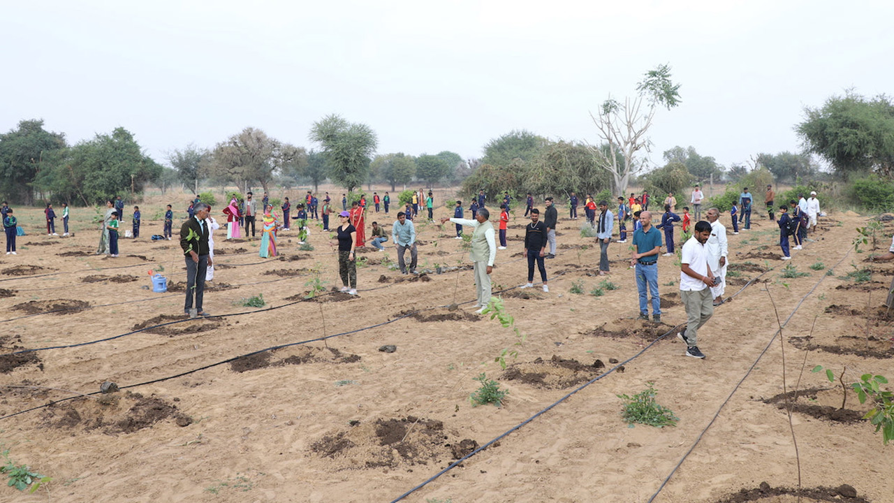 Plantation